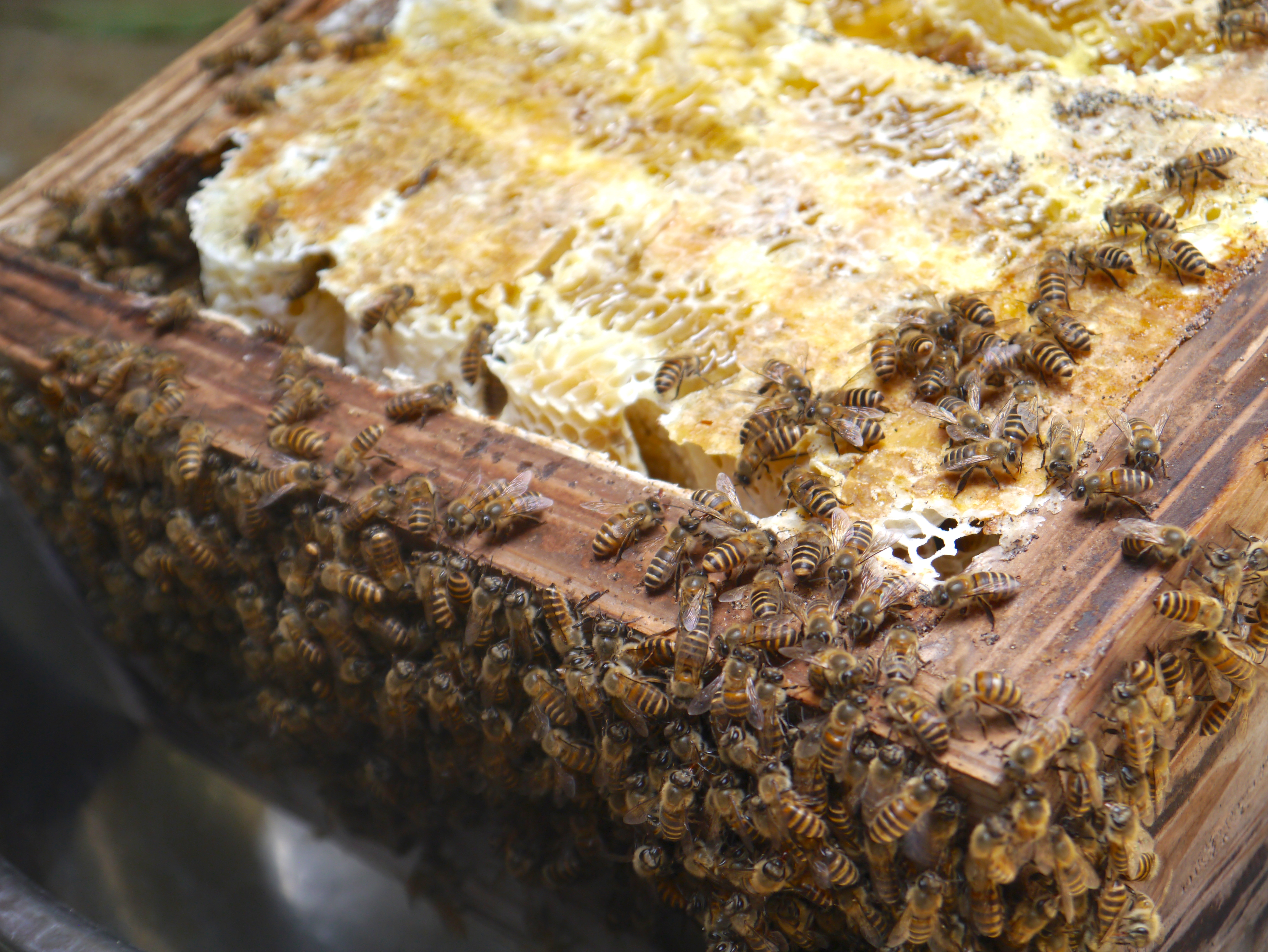 正式的 ニホンミツバチの巣蜜 コムハニー 208g程 trerhose.co.uk